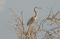 Tricolored Heron 